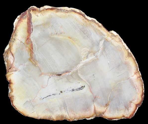 Petrified Wood (Araucaria) Slice - Madagascar #41390